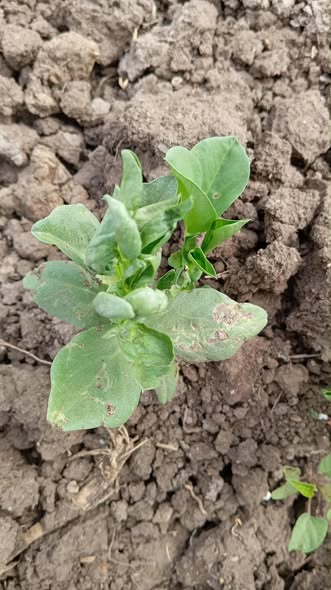 ممكن اعرف ارش اي واي المرض